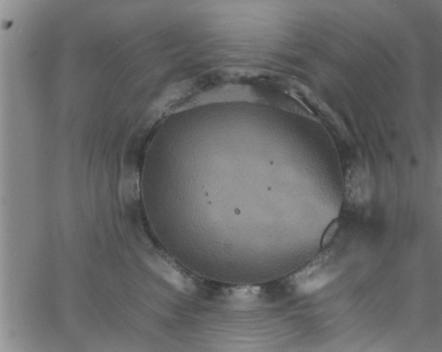 X0000066540474200603311849