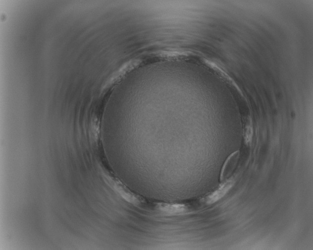 X0000066540476200603311849