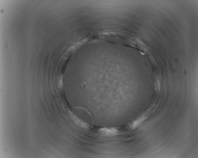 X0000066540477200603311849