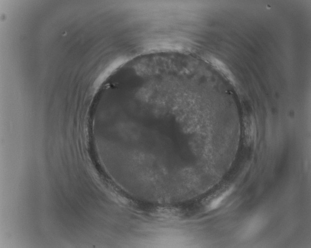 X0000066540487200603311849