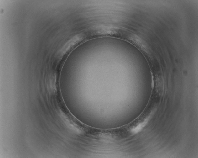 X0000066540490200603311848