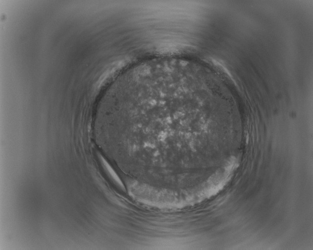 X0000066540495200603311848