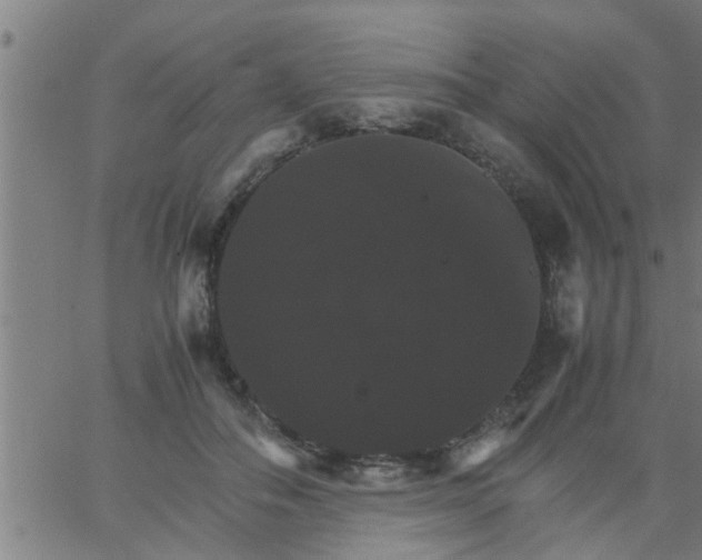 X0000066540506200603311848