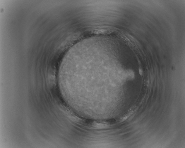 X0000066540510200603311848