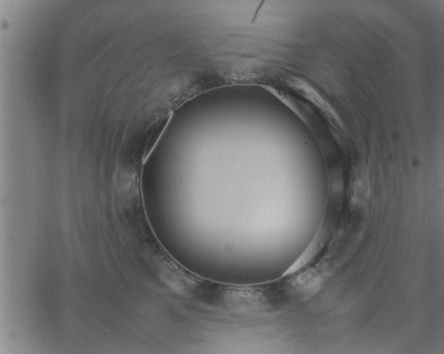 X0000066540521200603311848