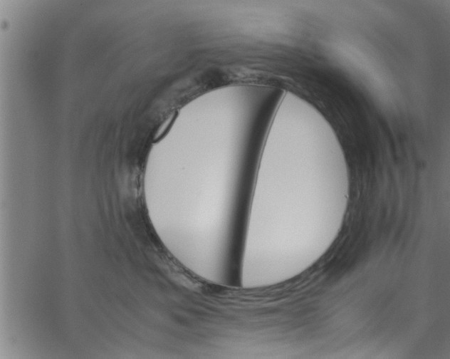 X0000066540525200603311848