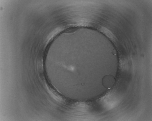 X0000066540534200603311847