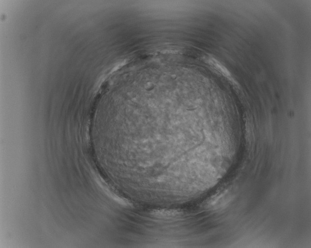 X0000066540537200603311847