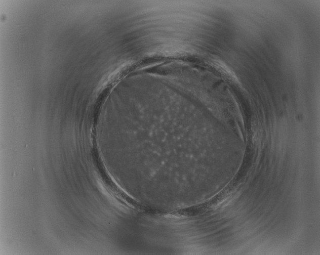 X0000066540542200603311847