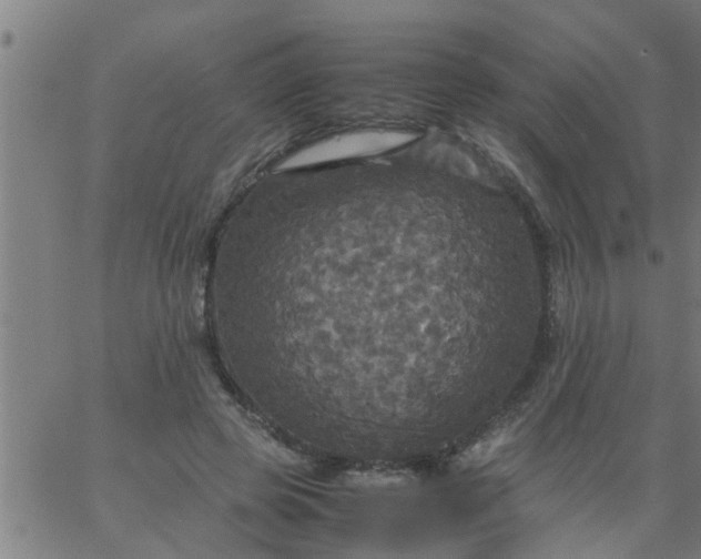 X0000066540545200603311847