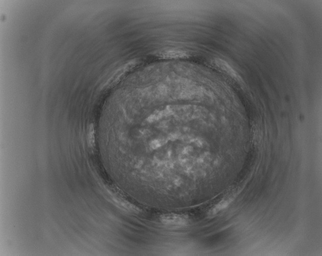 X0000066540549200603311847