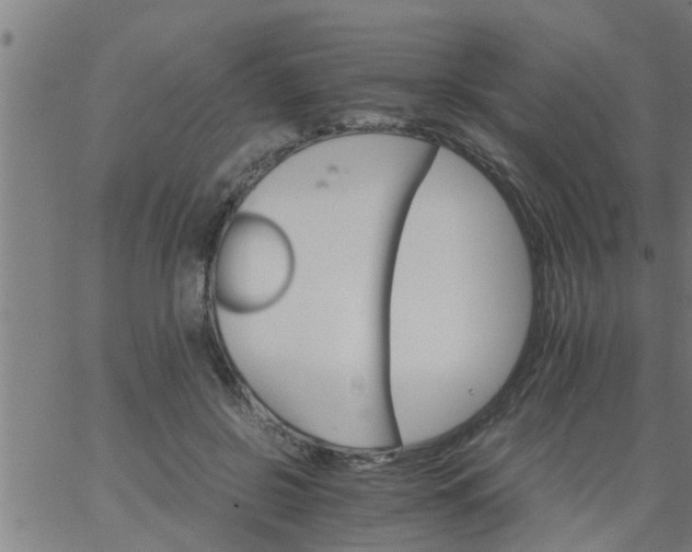 X0000066540550200603311847