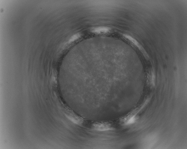 X0000066540561200603311848