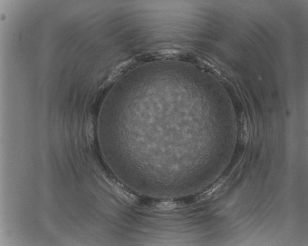 X0000066540562200603311848