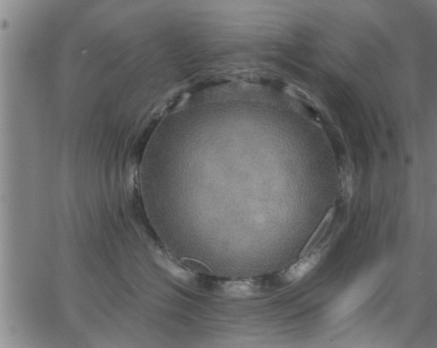 X0000066540574200603311848