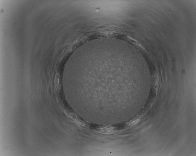 X0000066540615200603311846