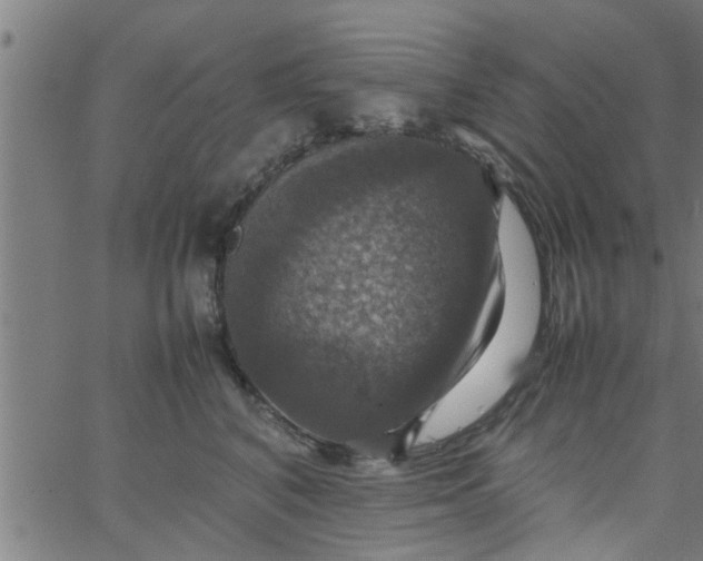 X0000066540616200603311846