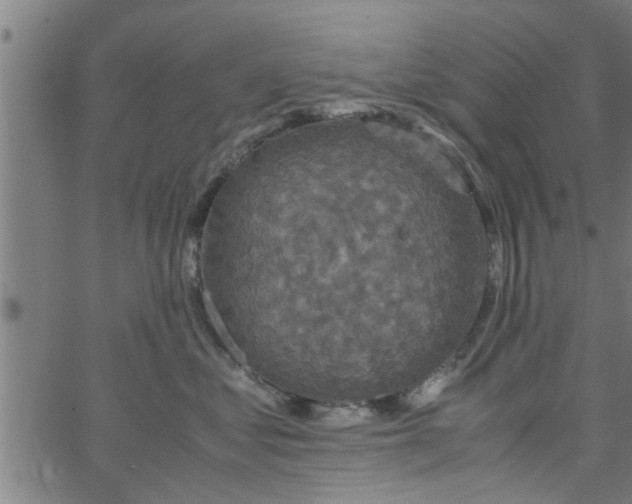 X0000066540621200603311846