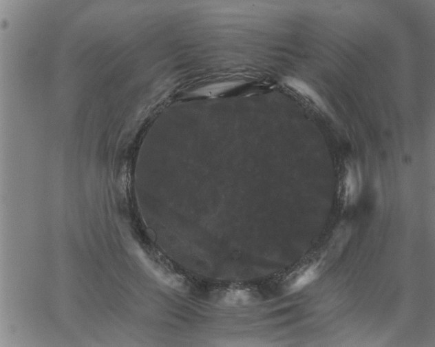 X0000066540647200603311846