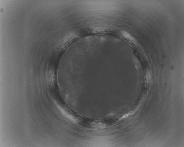 X0000066540648200603311846