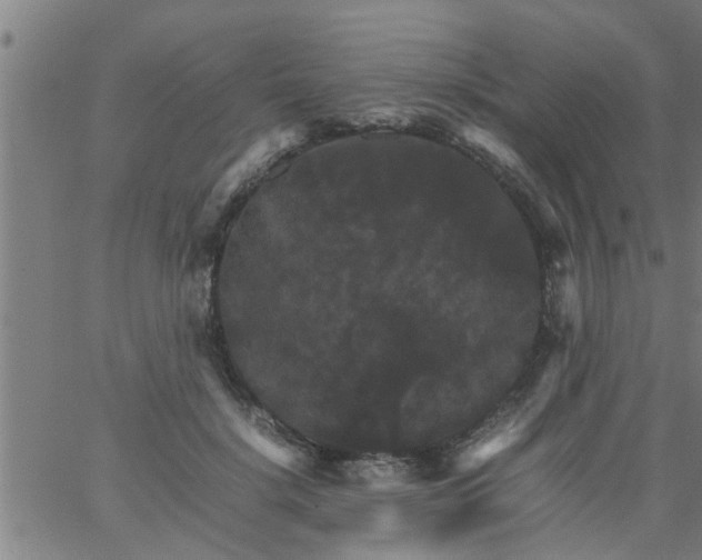 X0000066540652200603311846