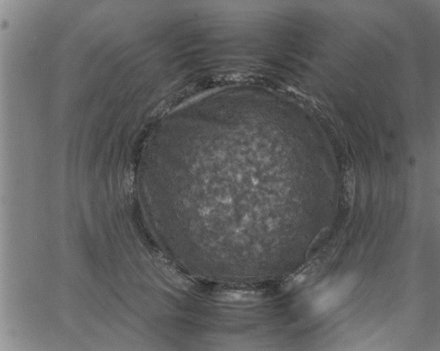 X0000066540657200603311846