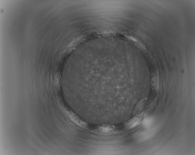 X0000066540662200603311846