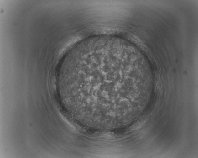 X0000066540683200603311845