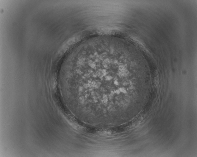 X0000066540687200603311845