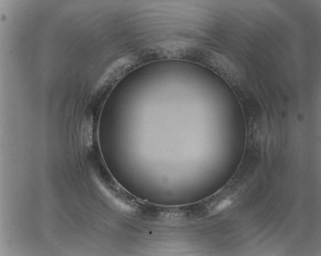 X0000066540694200603311845