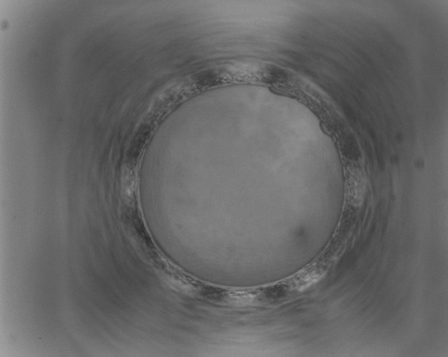 X0000066540701200603311845