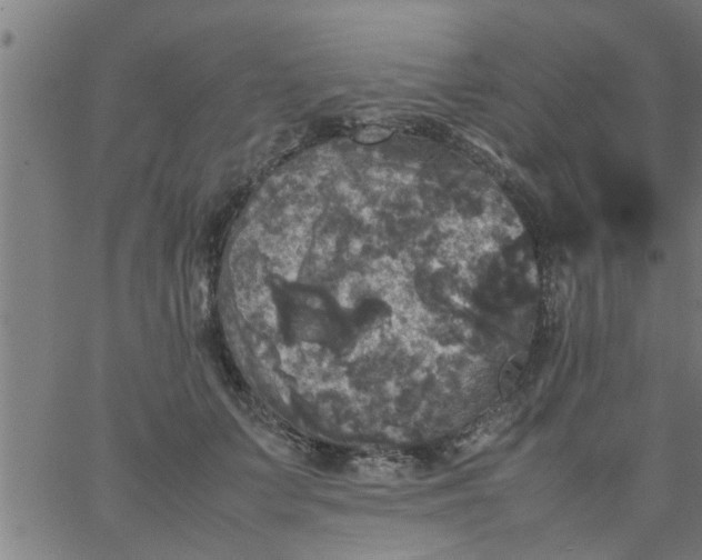 X0000066540703200603311845