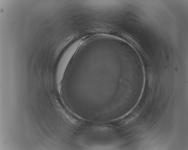 X0000066540729200603311844