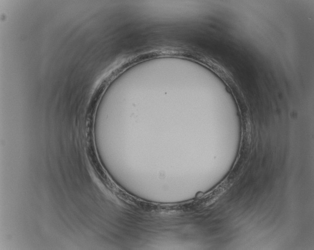 X0000066540730200603311844