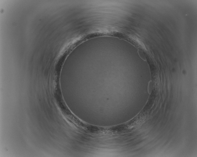 X0000066540736200603311844