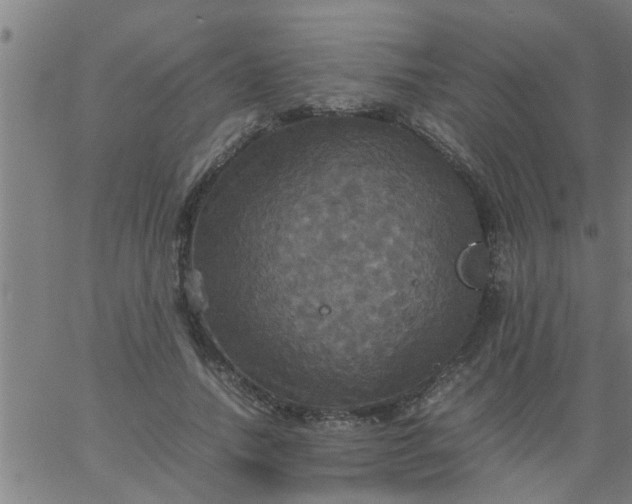 X0000066540738200603311844