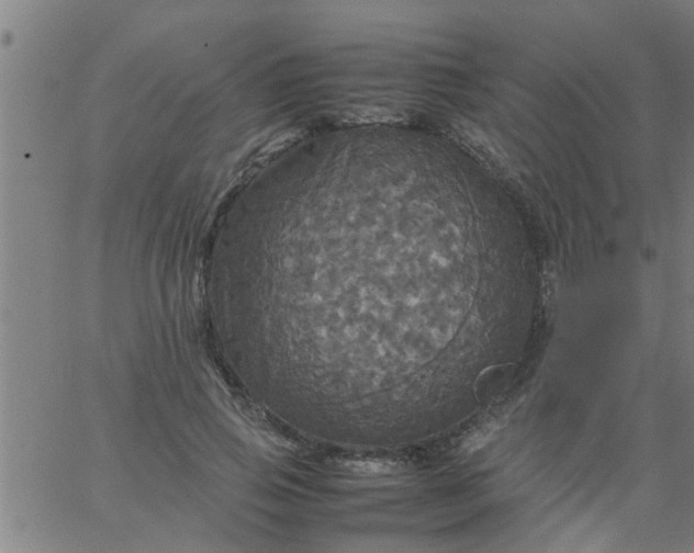 X0000066540741200603311844