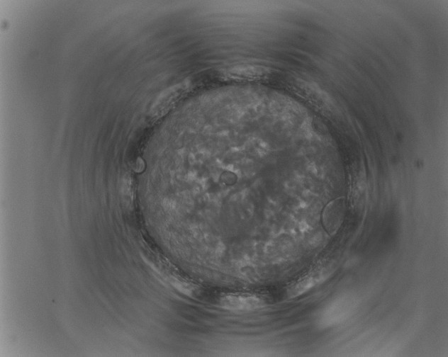 X0000066540749200603311844