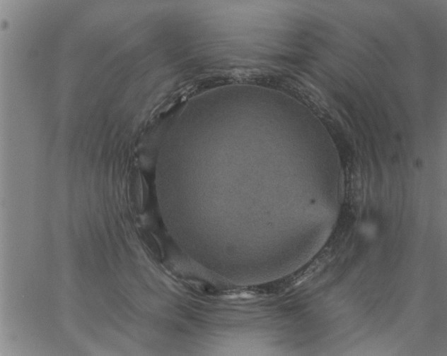 X0000066540750200603311844