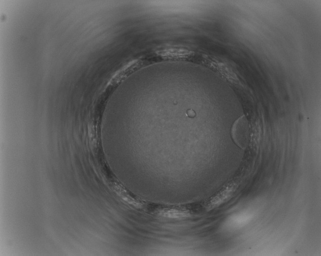 X0000066540755200603311845