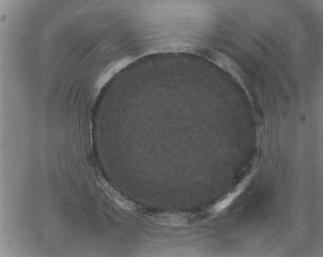 X0000066540781200603311844