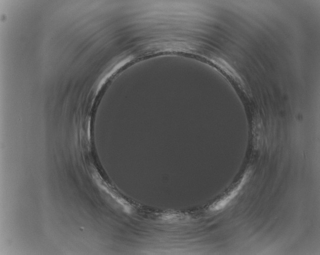 X0000066540790200603311844