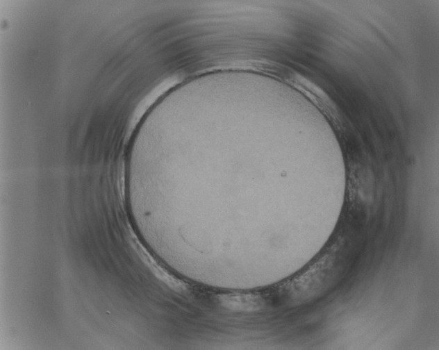 X0000066540804200603311843