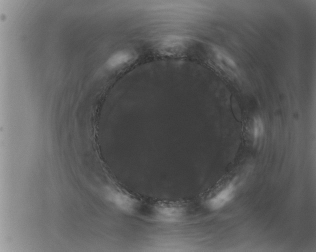 X0000066540817200603311842