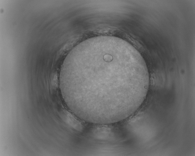 X0000066540820200603311843