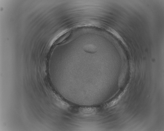 X0000066540826200603311843