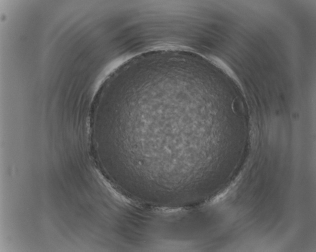 X0000066540831200603311843