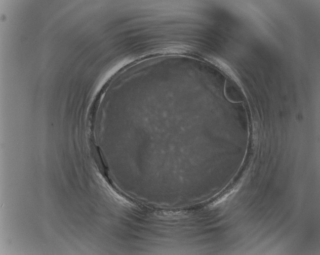 X0000066540835200603311843