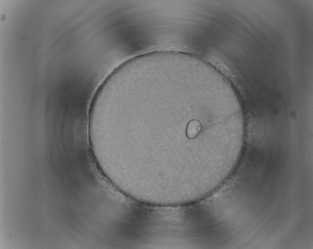 X0000066540836200603311843