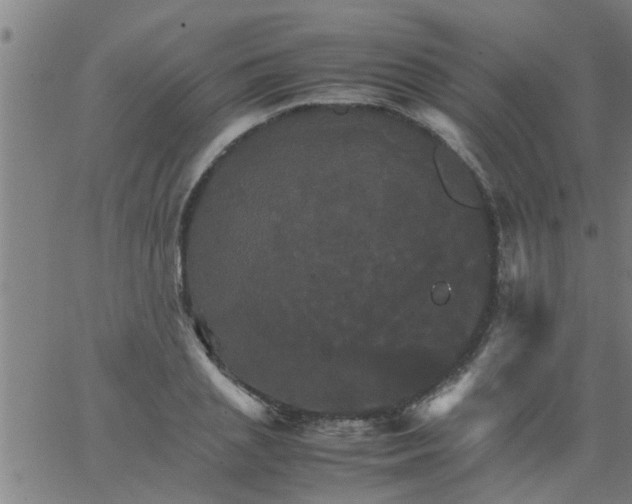 X0000066540837200603311843